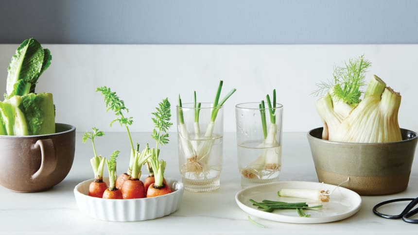 2015-0504_ransom_regrowing-roots-010-copy