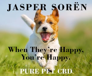 HAPPY DOG Ad 300 x 250 #2