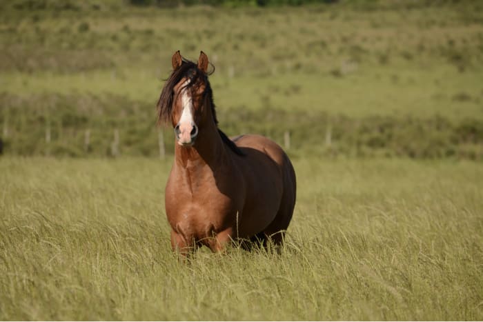 cbd-for-horses-article-image-1