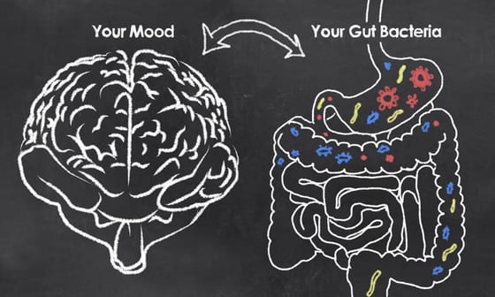 gut-health--brain-health